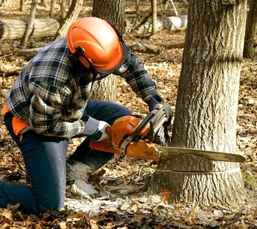 Tree Removal in Apex, NC